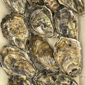 Austern 12er Paket